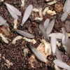 Arab Termite & Pest Control gallery