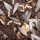 Arab Termite & Pest Control - Pest Control Services