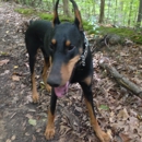 Meeman-Shelby Forest State Park - State Parks