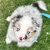 Full House Dog Training gallery