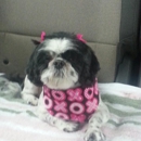 Bark Avenue Professional Pet Grooming - Pet Grooming