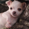 Dreamers pups gallery