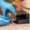 Eco Systems Pest Control gallery