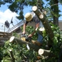 All Steps Covered Tree Service