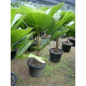 Gallery Image Number 6