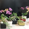 Floral Creations gallery