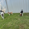 K9 Clubhouse Dog Day Care The Woodlands gallery