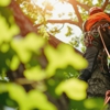 Splintered Forest Tree Services gallery