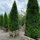 Moon Valley Nurseries