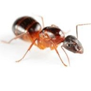 Critter Control - Pest Control Services