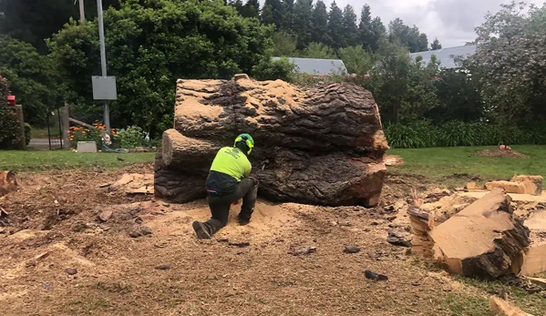 All Scale Tree Services - Mittagong, NSW