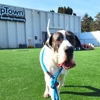 PupTown gallery