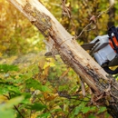 Lion Tree Service INC - Tree Service