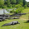 Alligator Alley, LLC gallery