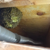Superior Bee Control gallery