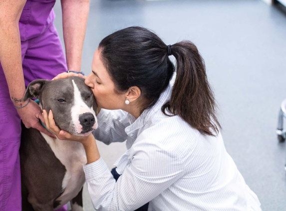 Rea Rd Animal Hospital - Charlotte, NC