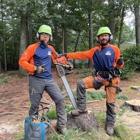 Walnut Tree Service