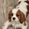 Cavaliers By Crumley gallery