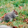 Catch'EM Wildlife Removal gallery