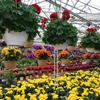 Chuck Hafner's Farmers Market & Garden Center gallery