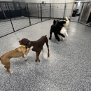 Your Dog's Best Days - Pet Services
