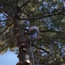 Culley Tree Service - Tree Service