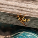 All Pest Control - Vancouver - Pest Control Services