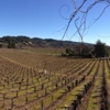 Zichichi Family Vineyard gallery