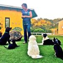 Bingo Dog Training - Pet Training