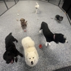 Your Dog's Best Days gallery