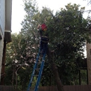 D's Tree and Landsacaping - Landscape Designers & Consultants