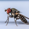 Green Smart Pest Control gallery
