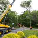 Mayer Tree Services - Tree Service