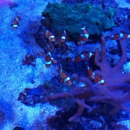 Aquariums Plus - Beauty Salons