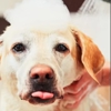 Paws 48 Dog Wash & Gym gallery