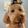 Happy Paws Pet Spa gallery