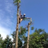 Southern Tree Surgery gallery