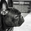 Beach Pupps, LLC | Dog Walker gallery