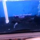 Tong's Tropical Fish & Pets - Pet Stores