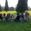 Zen Pet Care Services gallery