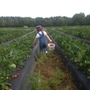 Cottle Strawberry Farm - Farms