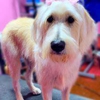 Woof Gang Bakery & Grooming South Tampa gallery