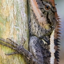 Southern Wildlife Removal - Pest Control Services