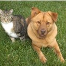 South County Animal Hospital - Pet Services