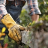 Limb Walkers Tree Service gallery