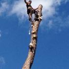 Action Tree Service