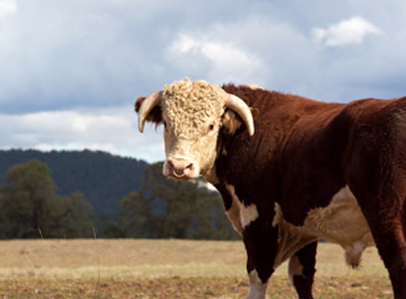 Macleay Valley Veterinary Services - Kempsey, NSW