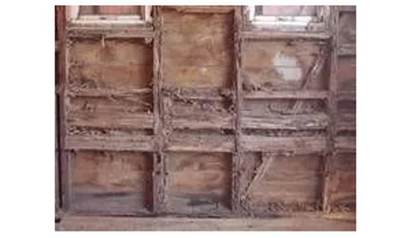 Novopest Professional Pest Management
