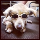 Prelesnik Animal Hospital - Veterinarians