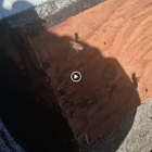 Apa Bee Removal